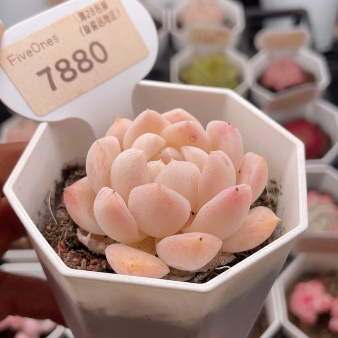 白桃汽水7880-5.0厘米