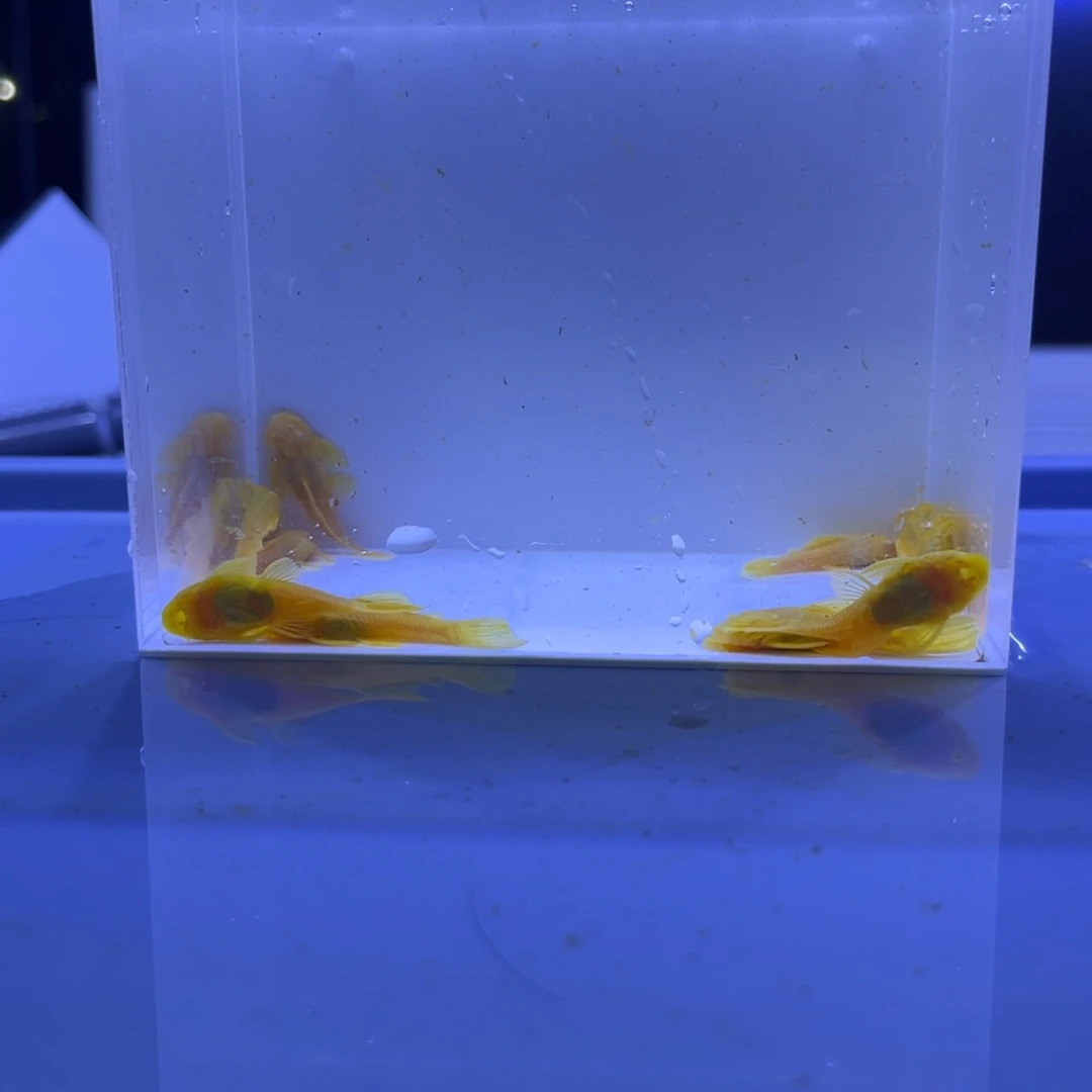 孔雀鱼大胡子十条开箱视频报损