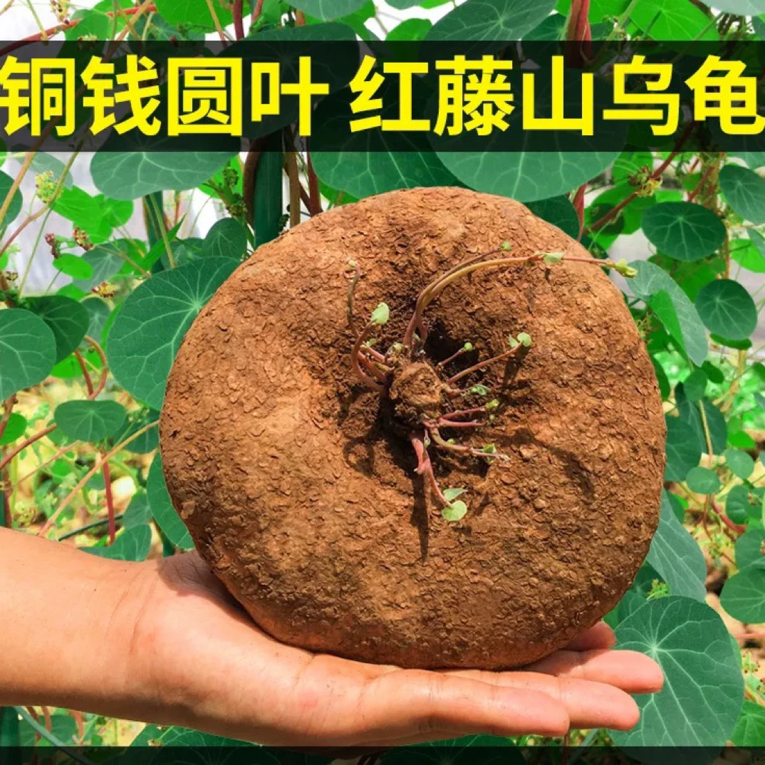 正宗山乌龟盆栽水培土培爬藤植物室内外桌面庭院造景绿植