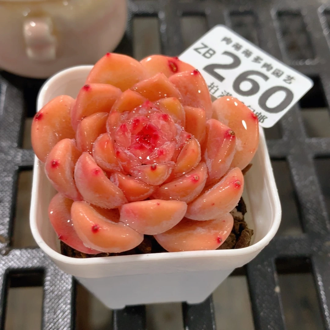 肉萌萌拇指盆精控多肉ZB260