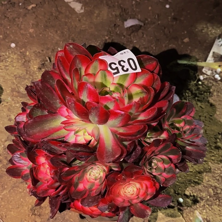 035半糖荔枝多肉植物
