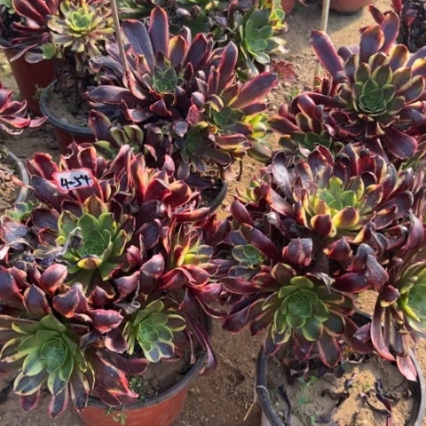 欧嘉莉亮牌9.9一个多肉植物