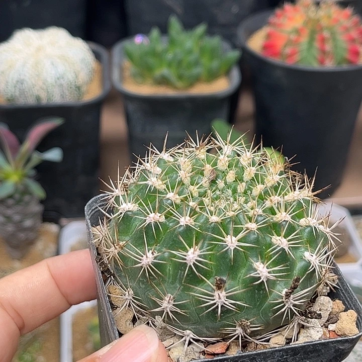 宝山花笠丸实生球一颗