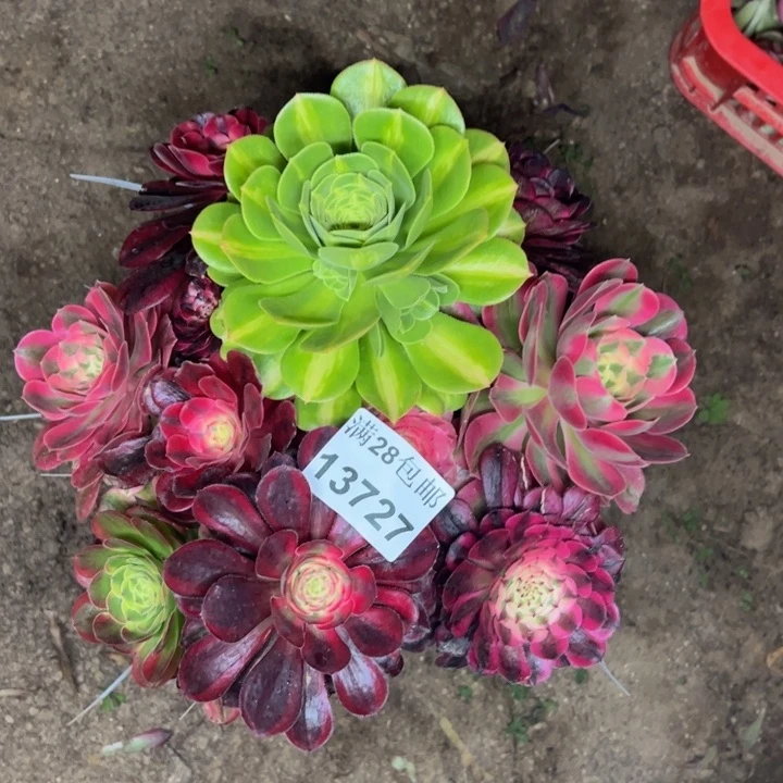 13727嫁接不包损多肉植物