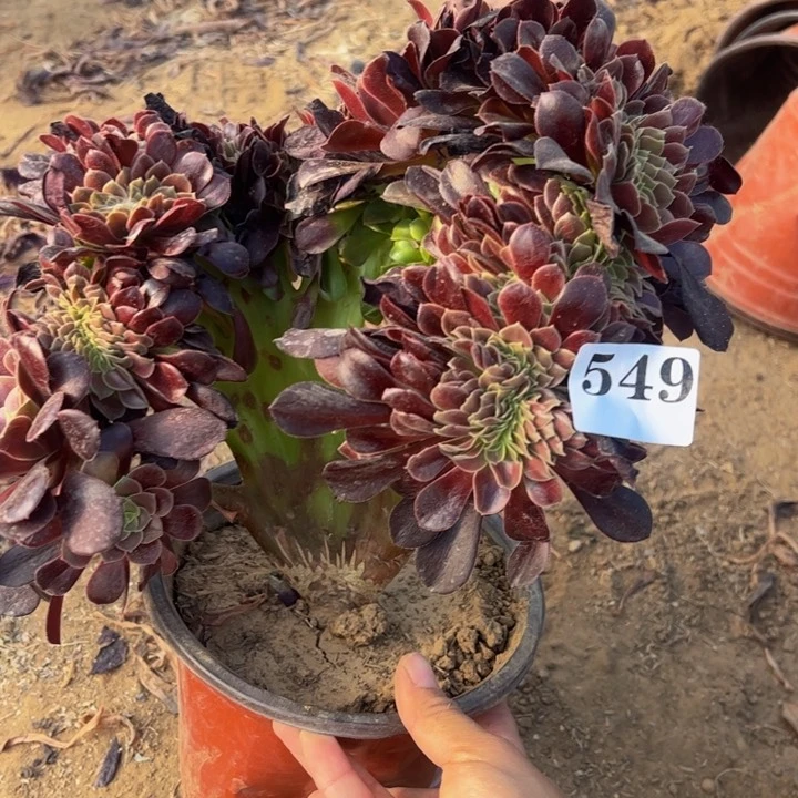 欧缀多肉植物549.