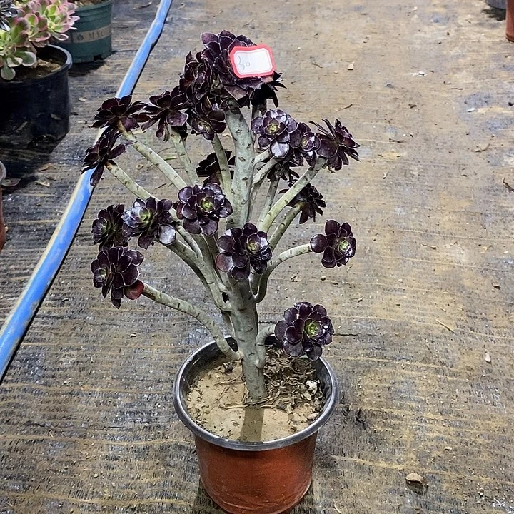 30，小黑豆1467788999