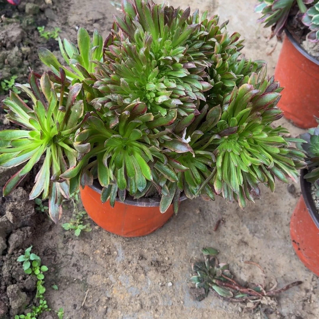 500多肉植物捧花的