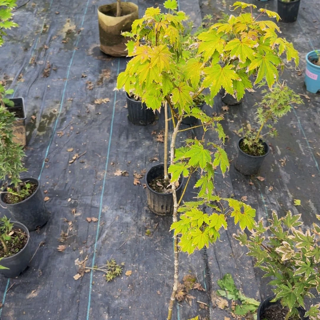 无花朵各种各样的品种分