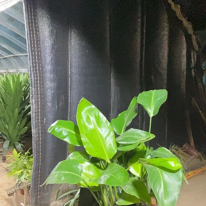 不开花植物2盆天堂鸟19d