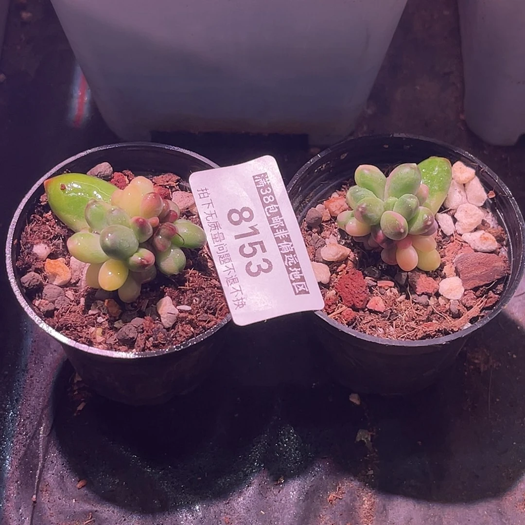 笋***骨尚品园艺一组8153