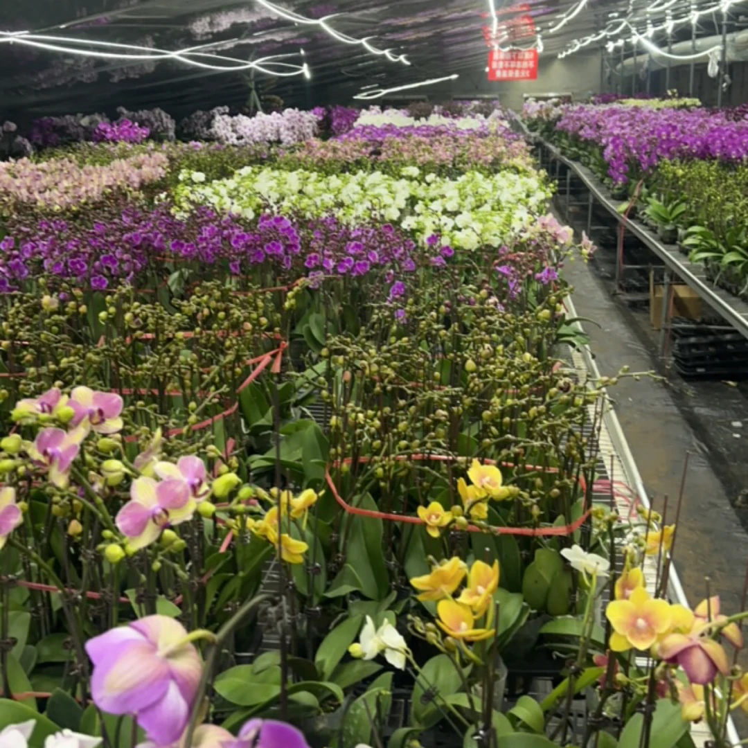 渟叙【随机一颗】蝴蝶兰