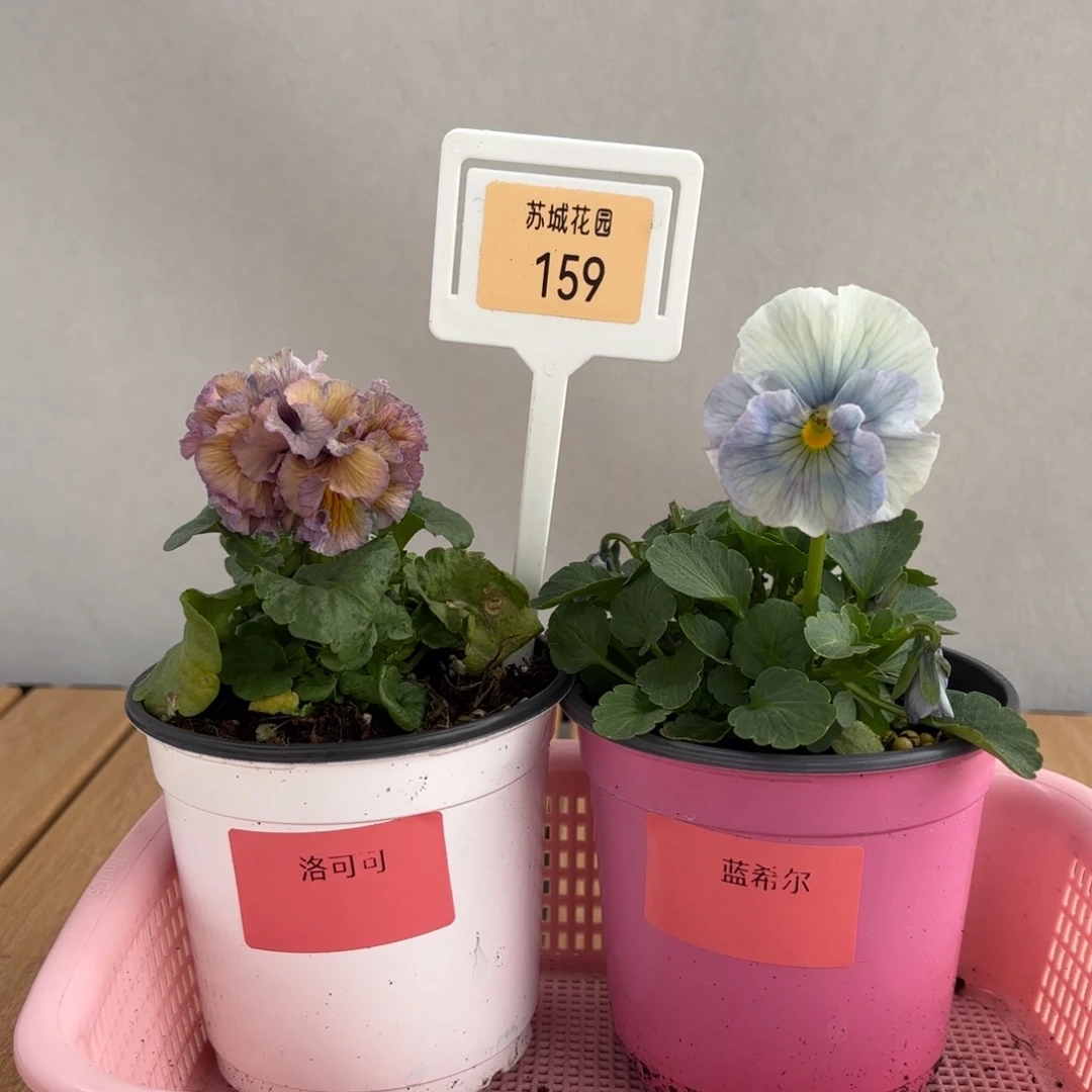 大部分开放少量花苞159