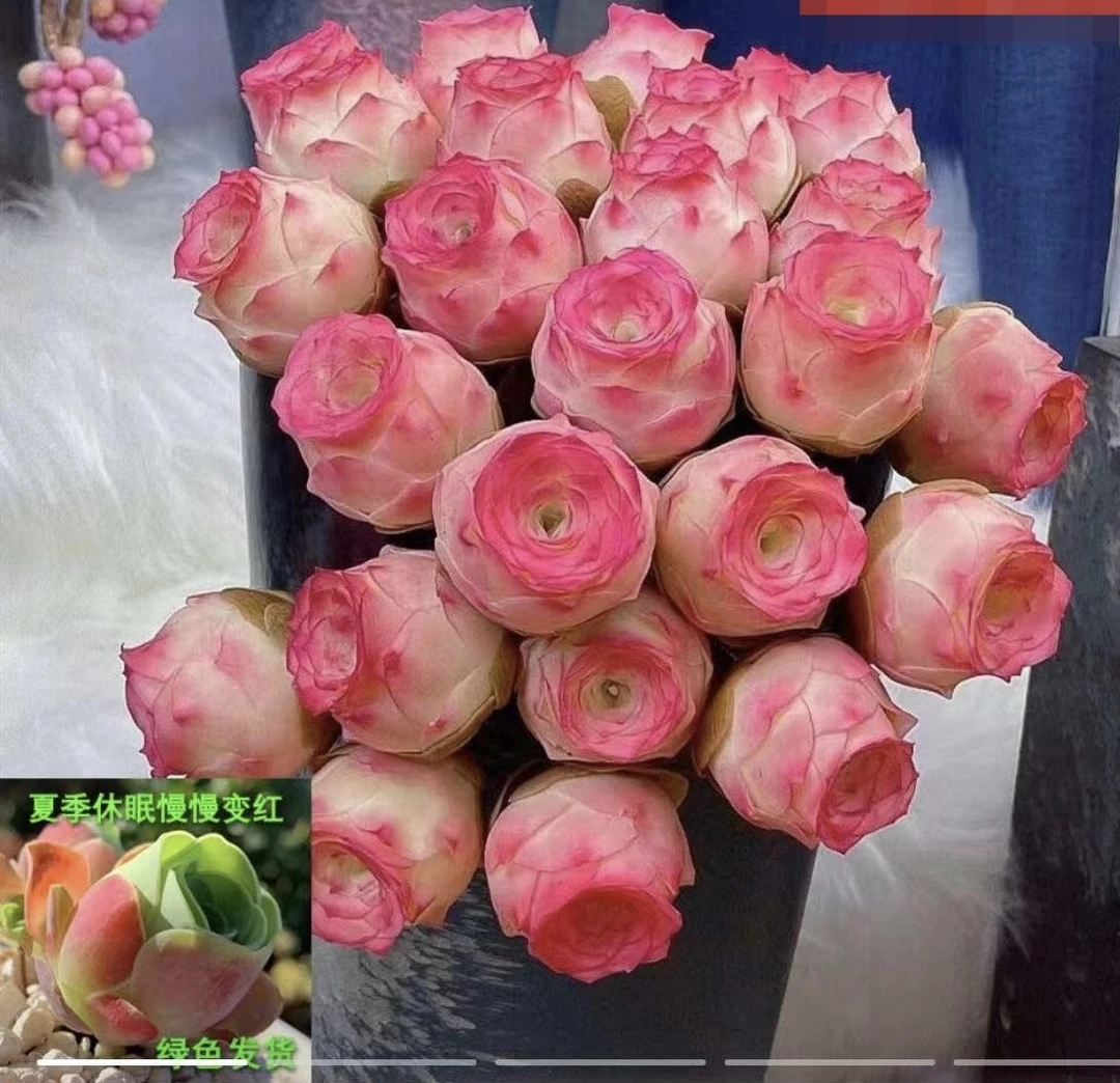 山地玫瑰水蜜桃玫瑰4-5厘米1颗（满18包邮）