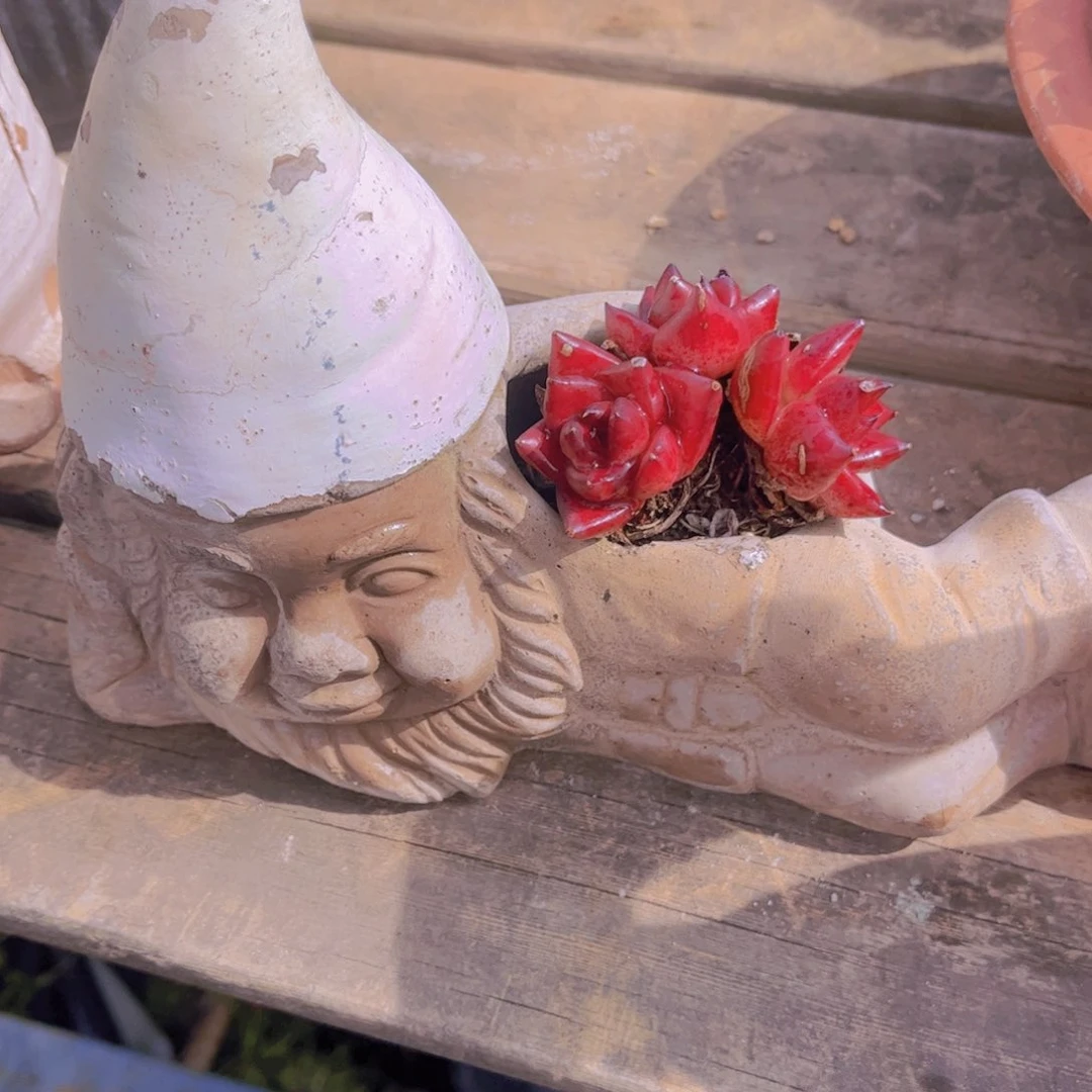 ℛ****多肉8888888888