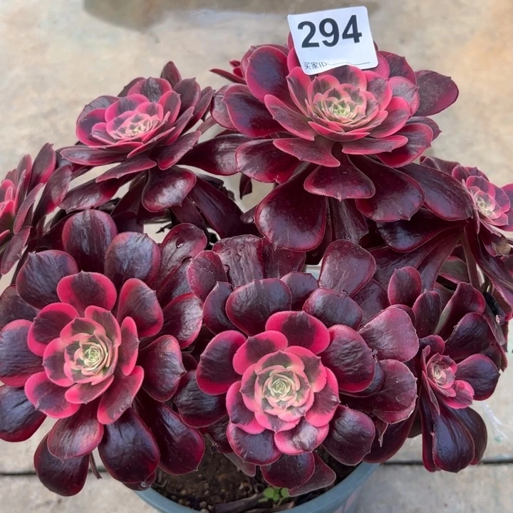 294凤冠25厘米左右有断枝