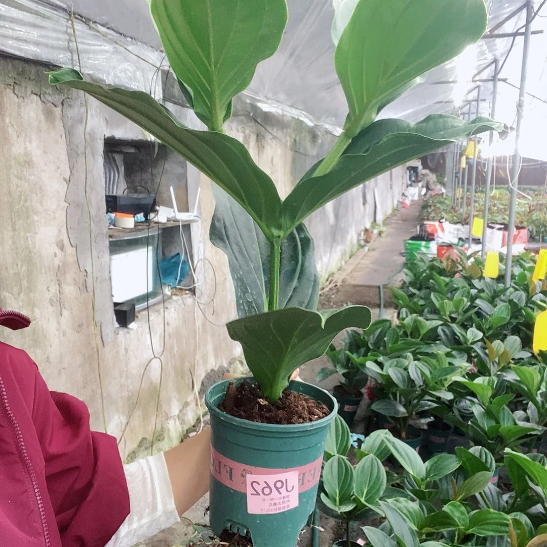 无花朵纵****1木本花卉962
