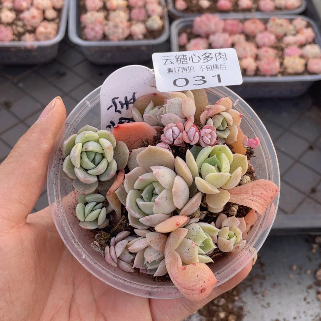 云糖心多肉植物31