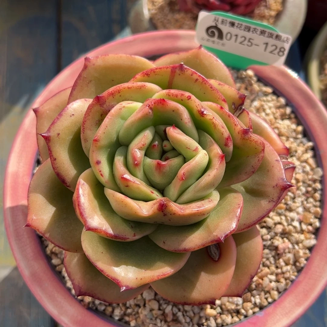 从前慢多肉精选编号0125.128