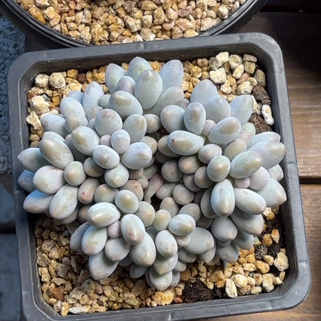 无花朵汤圆11111111