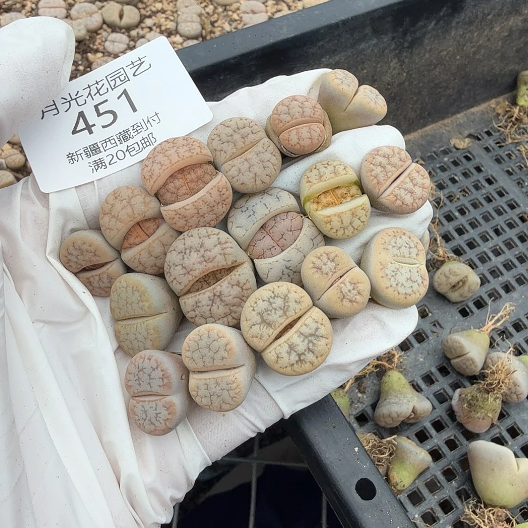 是因为他们没有勇气451哈哈