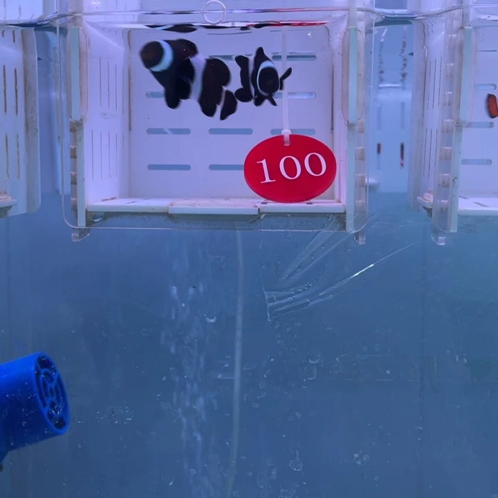 海水鱼精品黑头奥黑2条4-5