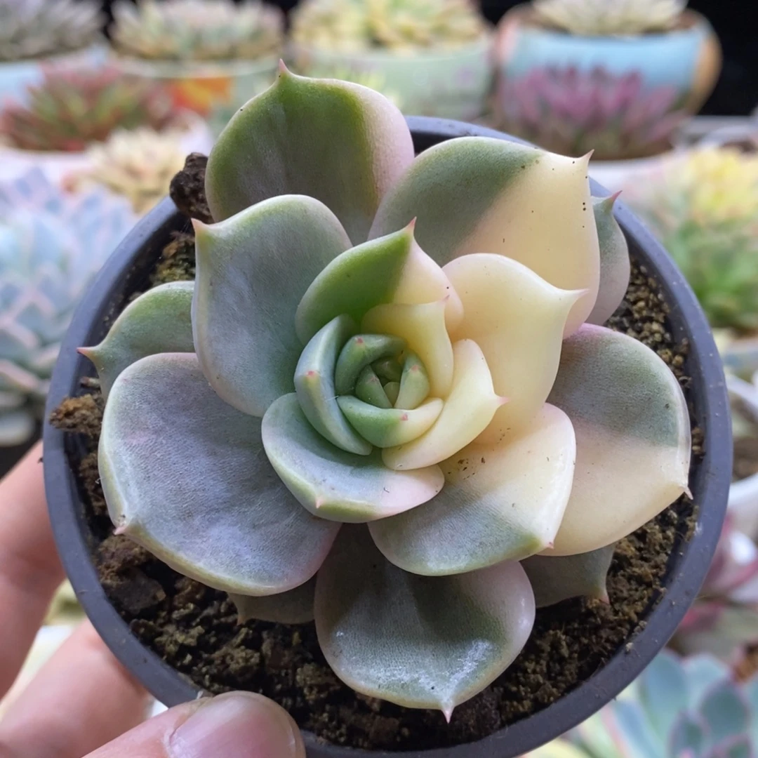 190阴阳锦贝加尔湖