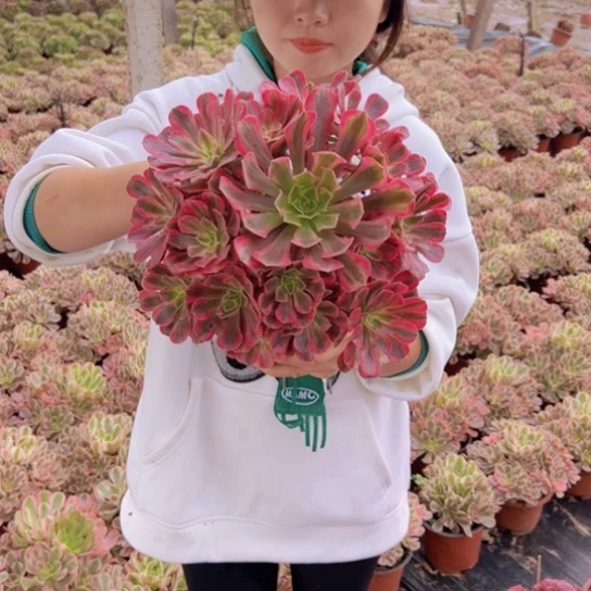 美杜莎一颗包邮福利