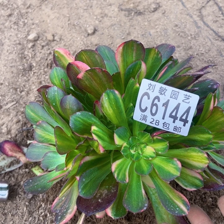 @*萍6144流星雨多肉植物法师