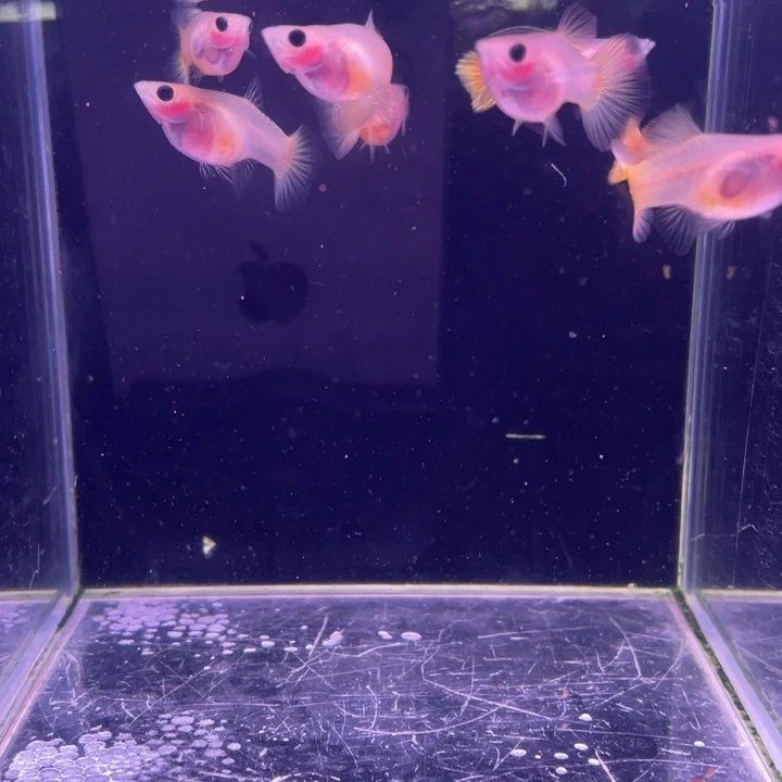 孔雀鱼黄金玻璃猫6母2公