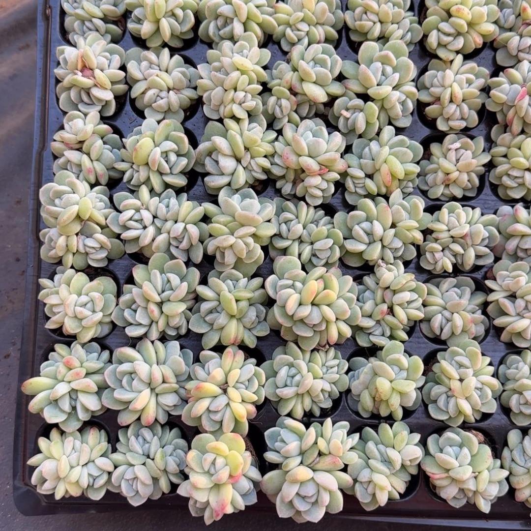 冰玉群哈哈哈哈哈哈哈