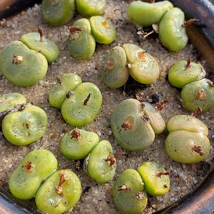 双头水晶鞋一颗