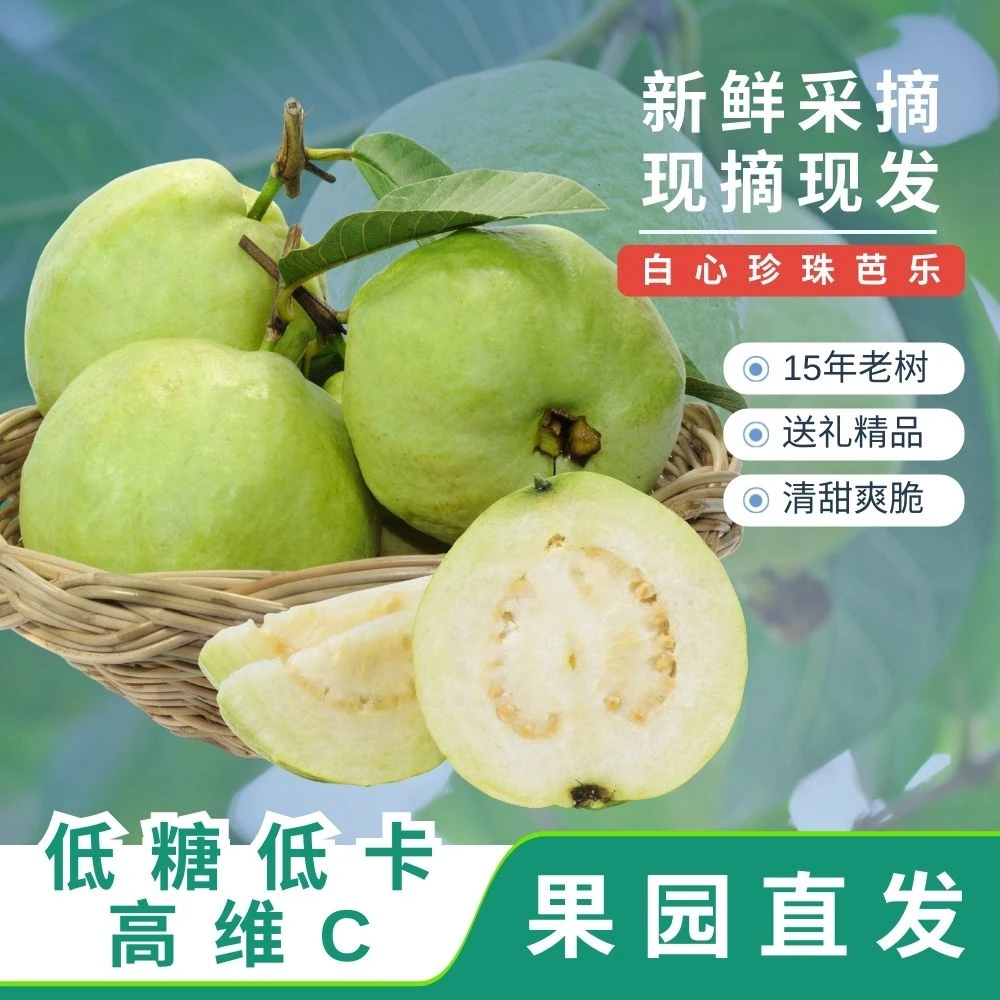 产地批发白心珍珠芭乐番石榴低糖低卡高维C果园广东现摘靓果