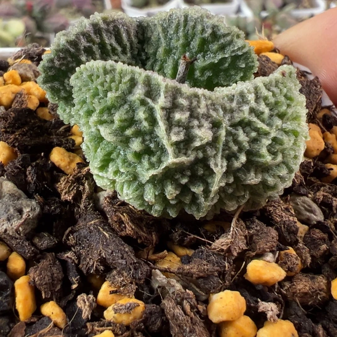 雷神新品砍头大型种超级狂野蛋系