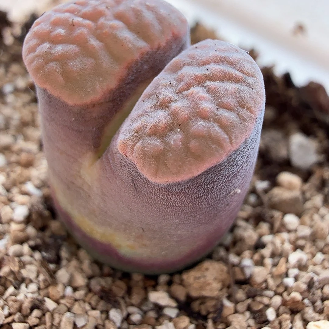 W****?2.1.73/粉紫色班克磁铁微晒/多肉植物