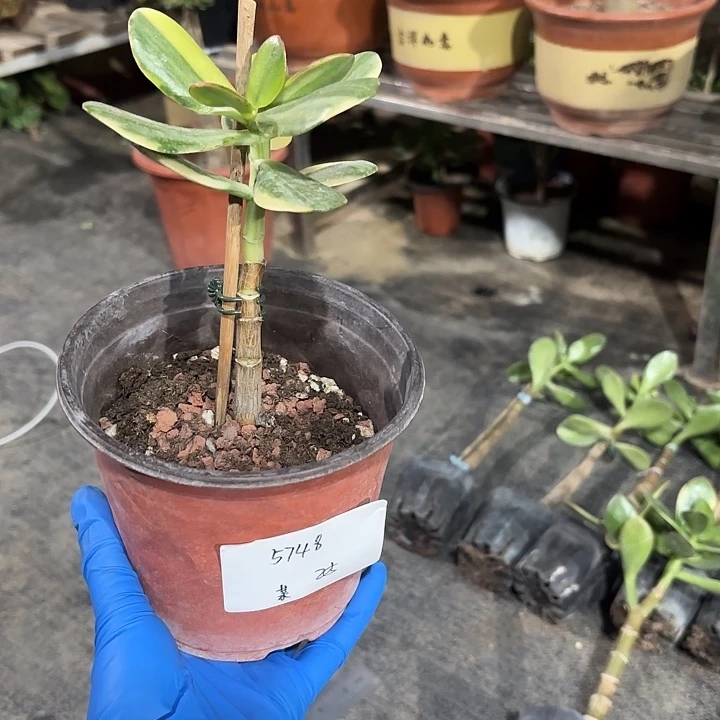 某***某当前无花栽培后可以开花25