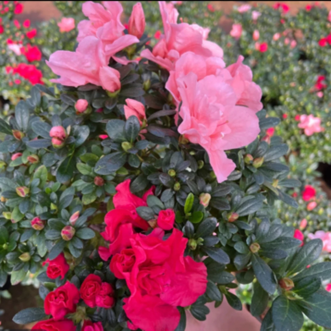 双色杜鹃花粉红室内外好养盆栽花