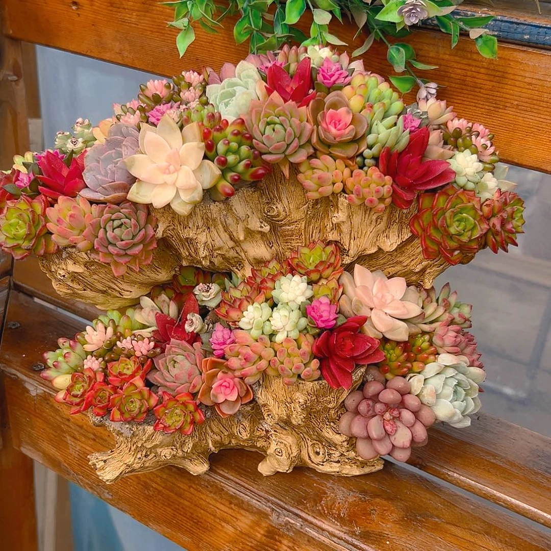 扇形木桩多肉花园