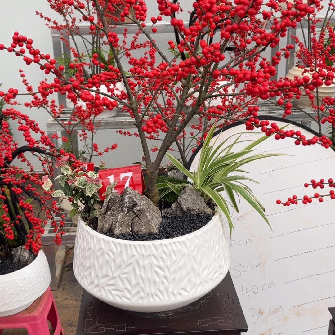 安***)无花朵北美冬青盆栽