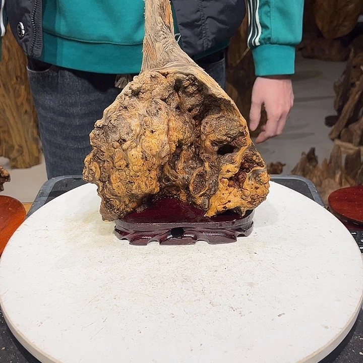 松木（琥珀木）心**在