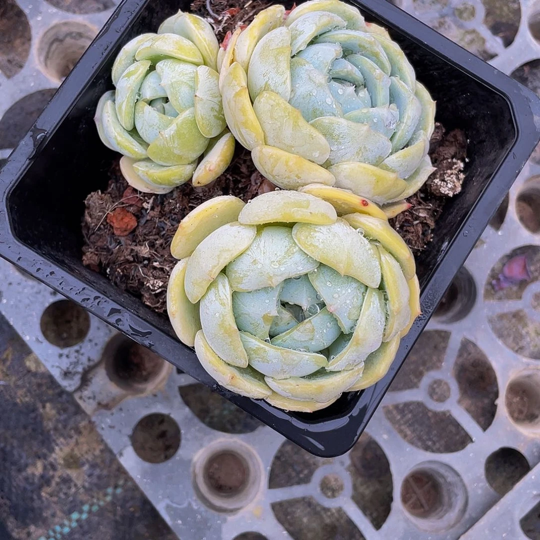 Z****园劳林多肉植物群