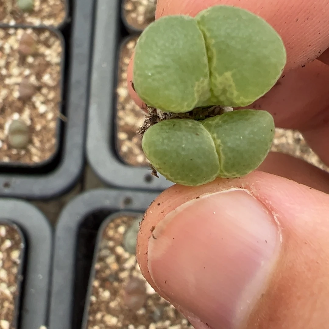 18-192肉锥多肉植物