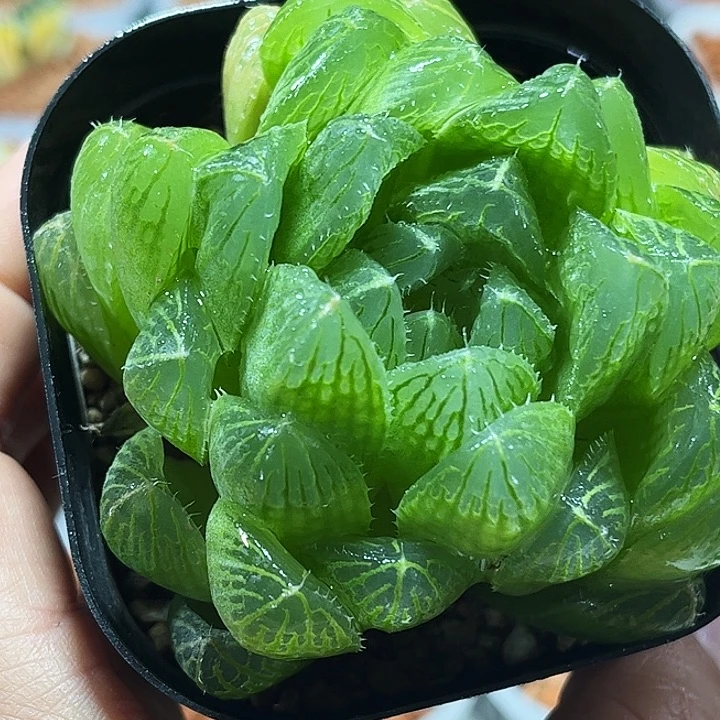 十二卷多肉实生玉露