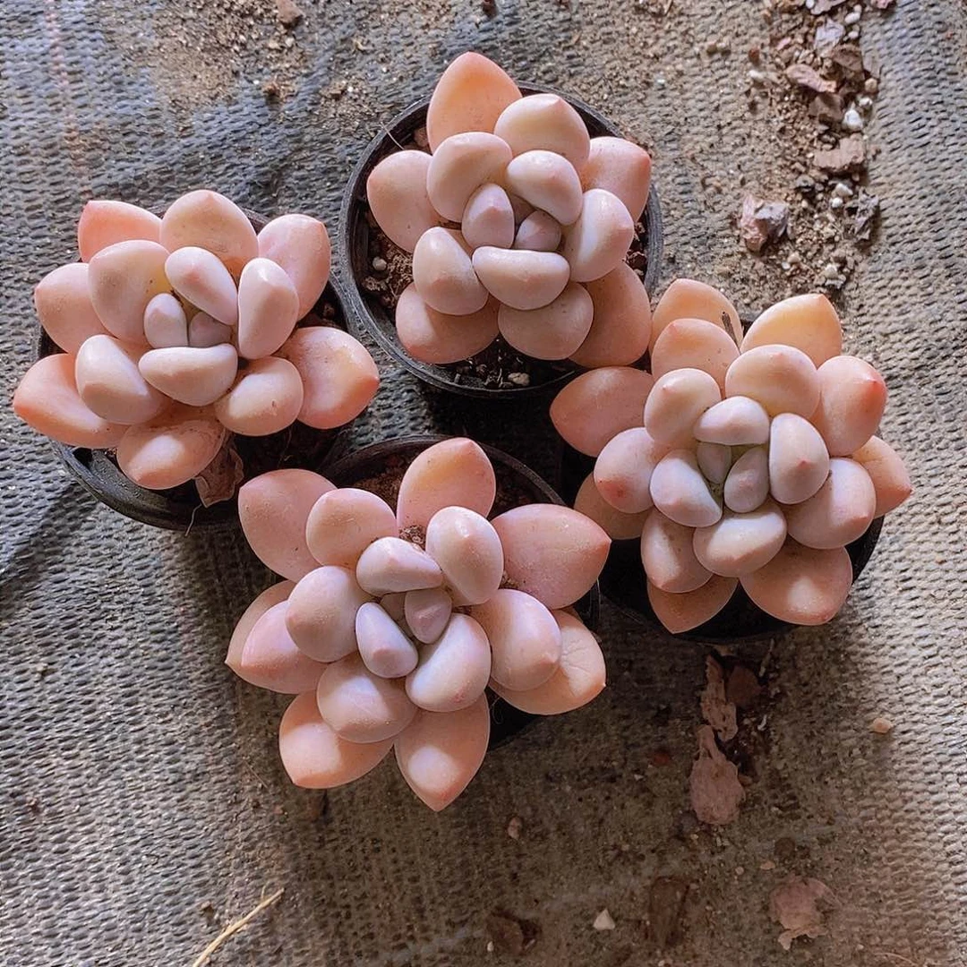 0207-小香水单头尾货福利两颗 量拍