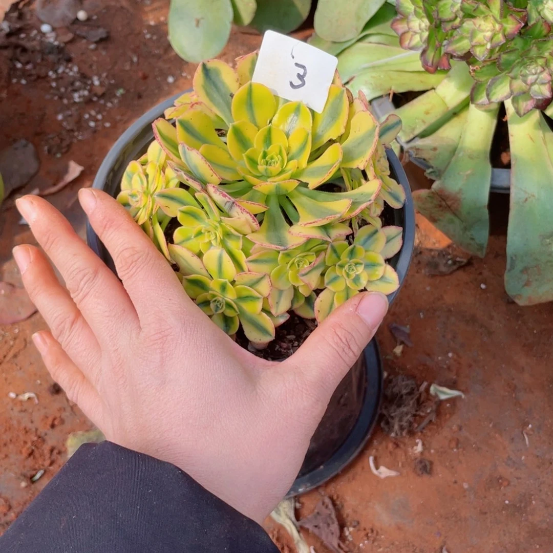 多肉太阳神小捧花0000