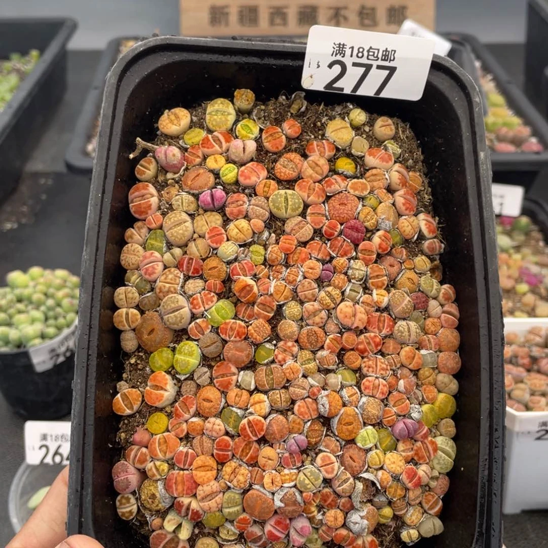 红陶0000000000000000000277