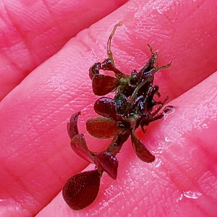 福利97号福利价植物一头