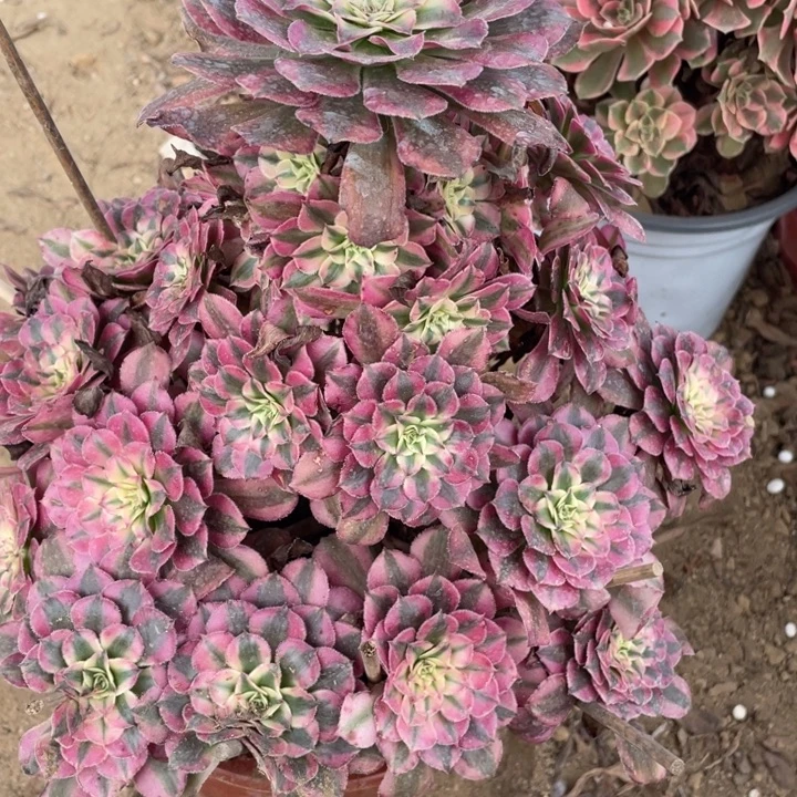 无花朵552多肉植物红铜白