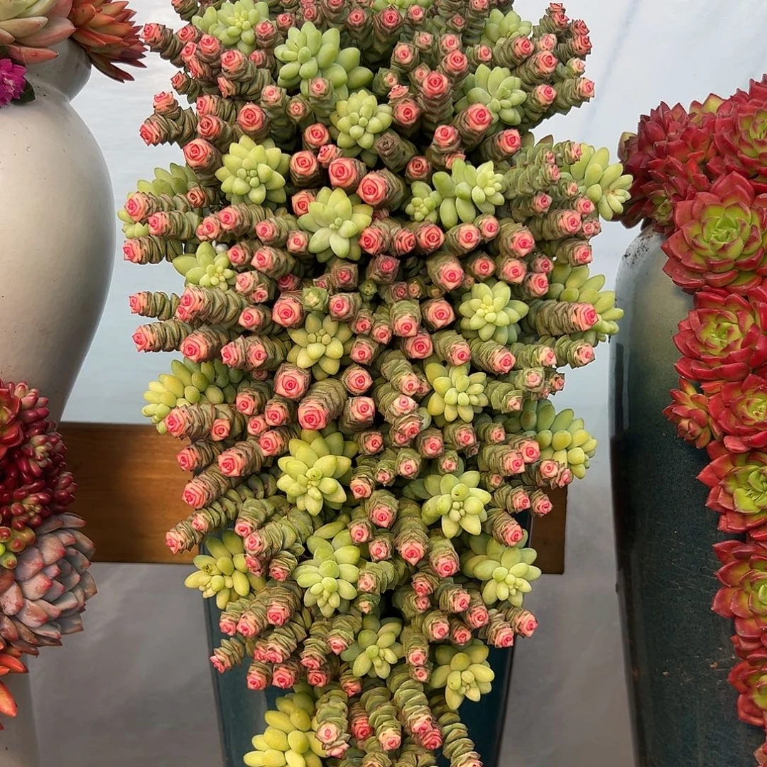 120钱多多多肉组合花园