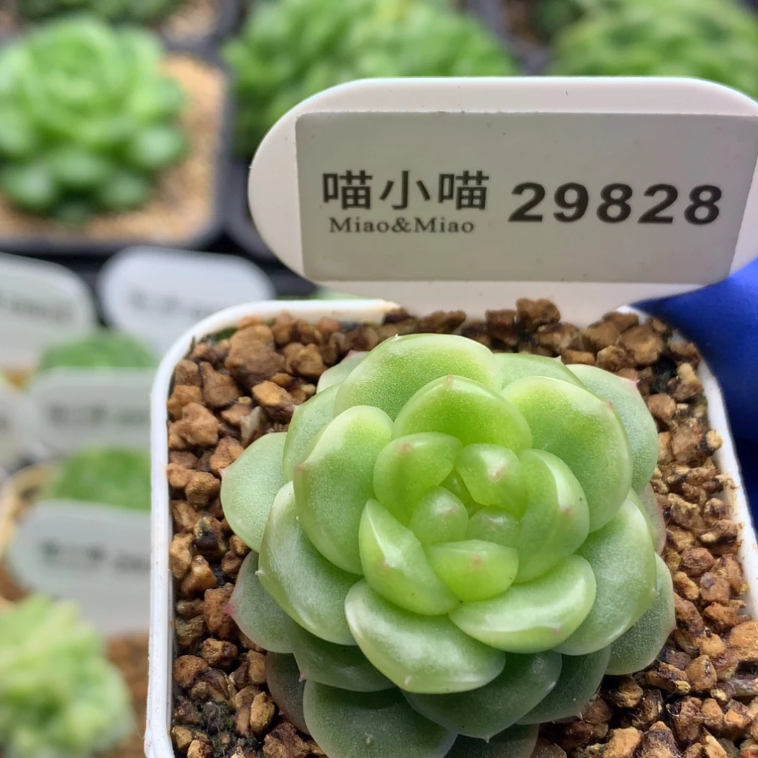 多肉植物杂交珍妮