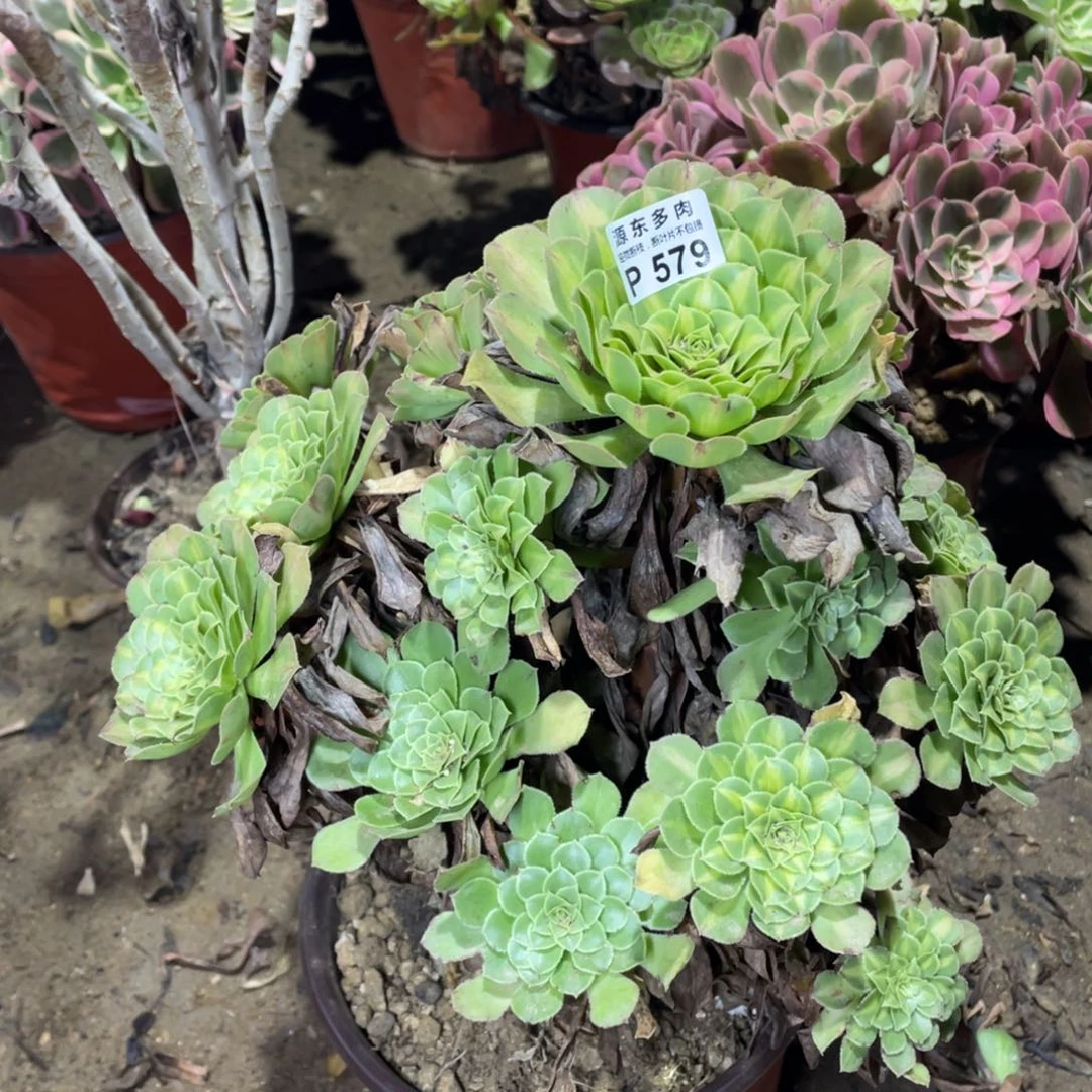 579绿知否多肉法师断枝不包